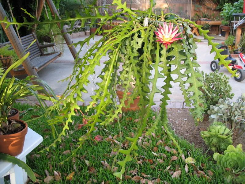 Selenicereus anthonyanus